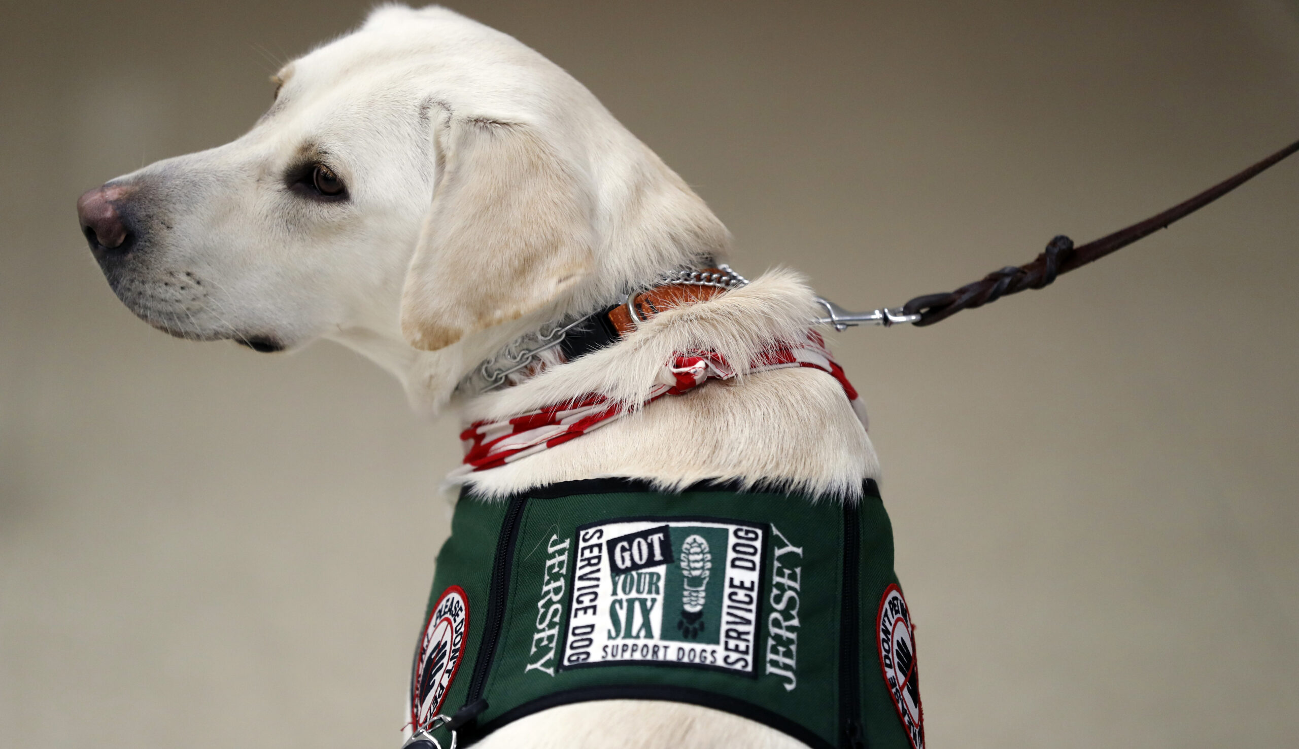 House passes bill to get therapy dogs for veterans with PTSD