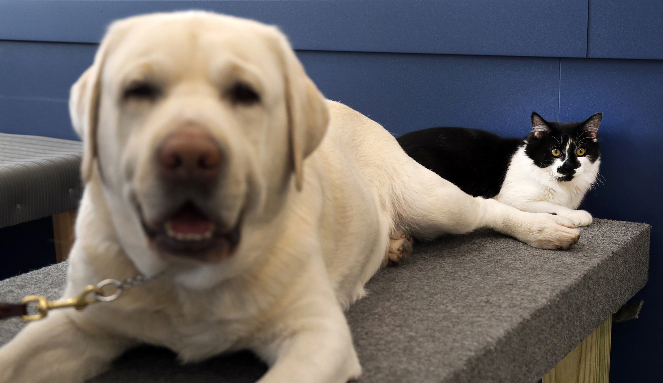 House votes to ban slaughter of dogs and cats for food