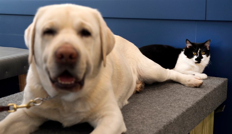 D-O-G, a black and white cat with an unlikely name (right), lies next to a support dog in training at Support Dogs, Inc. in St. Louis.