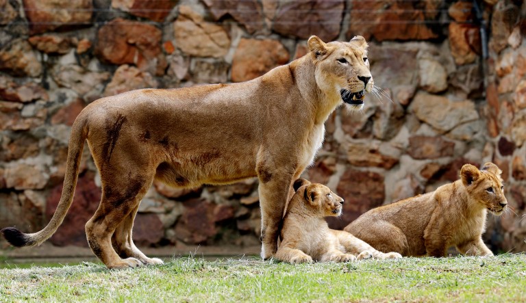 A lioness is seen at a zoo with two cubs.