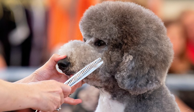 Florida shutters pet grooming businesses, but allows it in ’essential’ big box retailers’ salons