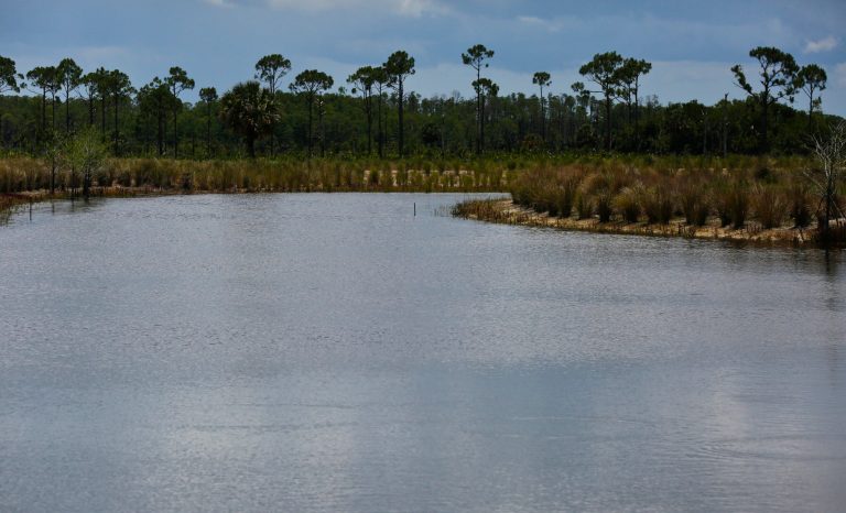This June 7, 2018 photo shows a settling pond, which collects water and allows nutrients to settle, at the Panther Island Mitigation Bank near Naples, Fla. The U.S. Environmental Protection Agency repealed Obama-era regulation determining the number of waterways protected under the Clean Water Act. 