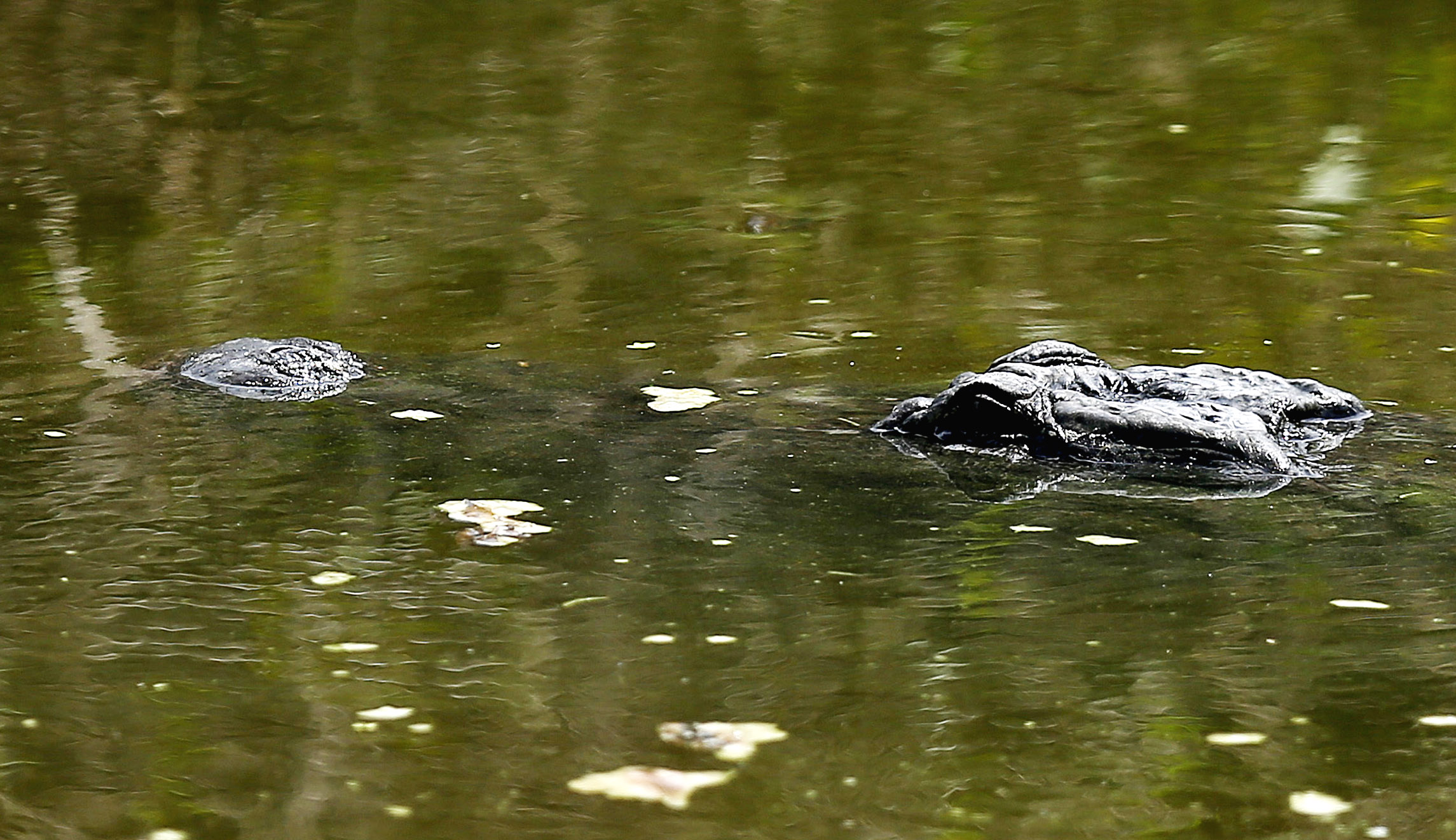 Second human body discovered eaten by Florida alligators within 10 days