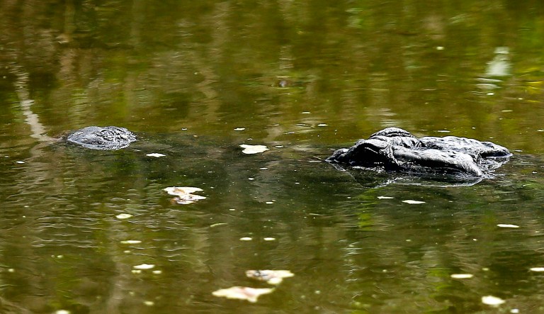 An alligator is seen in Florida.
