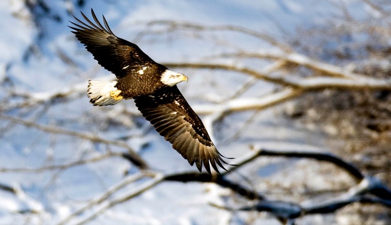 A bald eagle flies over the Des Moines River near Pella, Iowa.