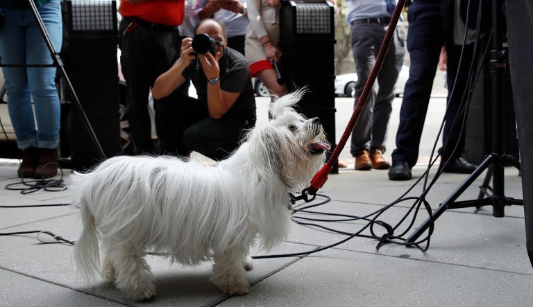Bianca, the dog of New York radio host Randy Credico, looks up at him as he speaks to members of the media after Credico after appeared before the grand jury hearing evidence in special counsel Robert Mueller's investigation of Russian interference in the 2016 presidential election Friday in D.C.