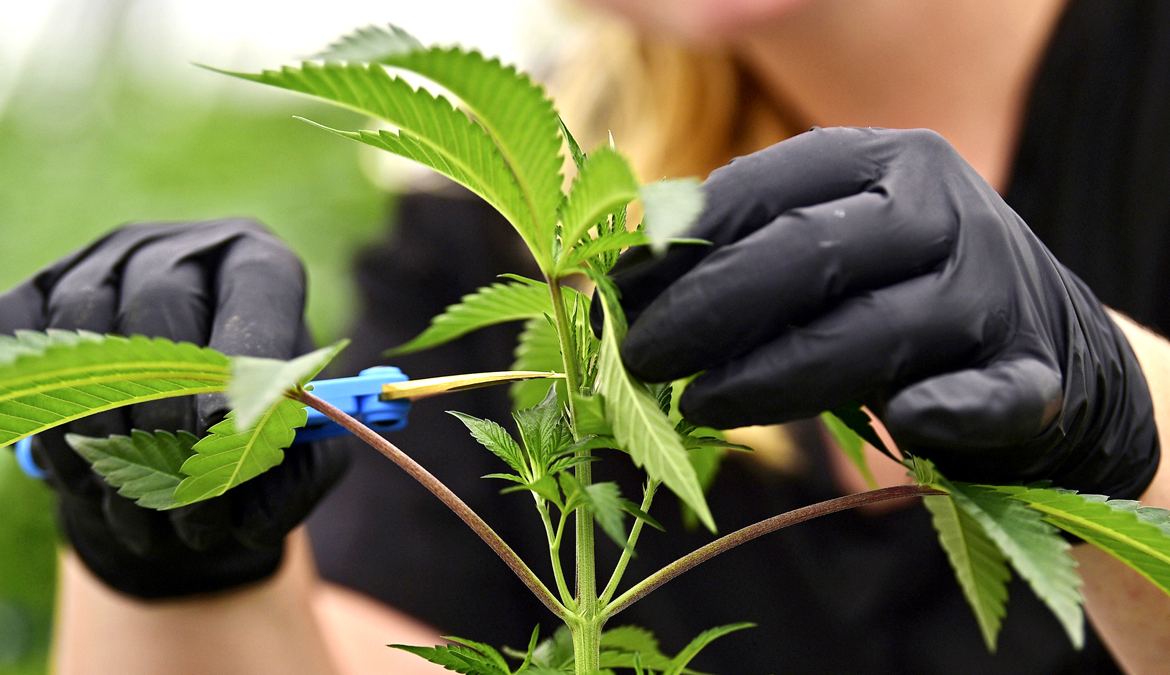 Missouri tax on medical marijuana will fund veterans’ healthcare