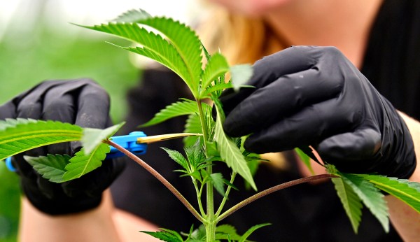 Missouri tax on medical marijuana will fund veterans’ healthcare