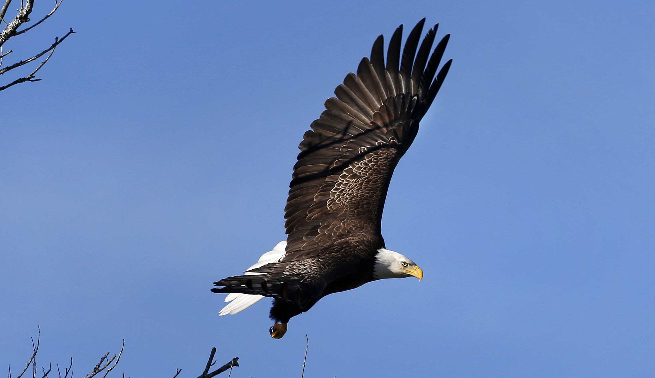 Pennsylvania officials on lookout for bald eagle killer