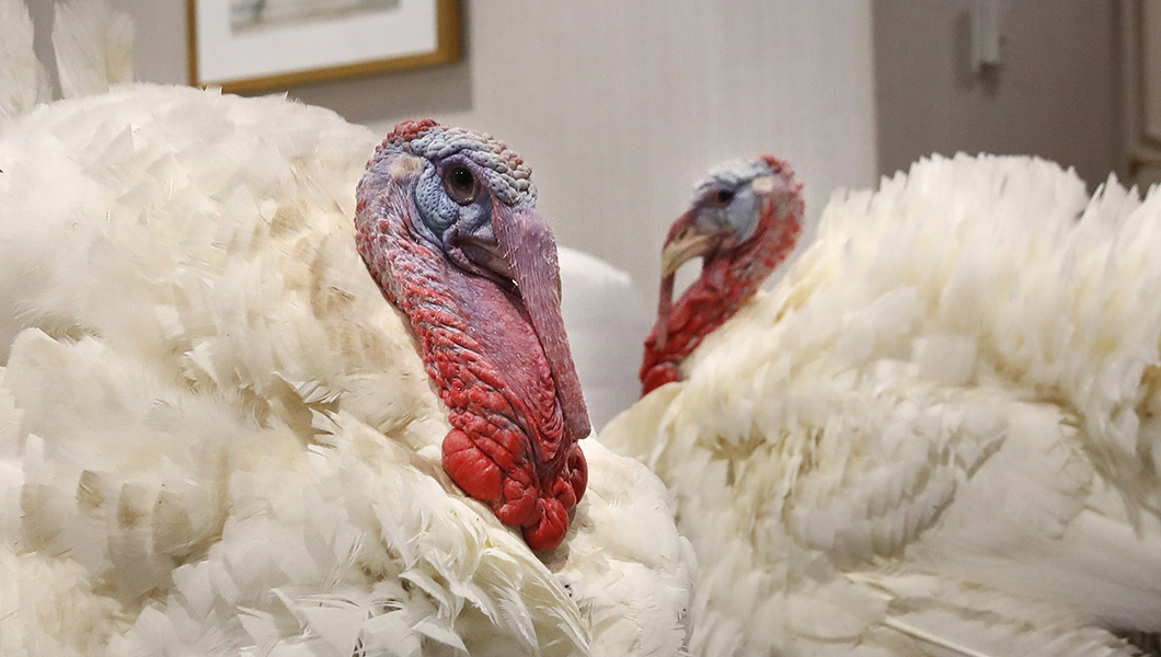 Prisoners hope Trump will pardon humans alongside Thanksgiving turkeys