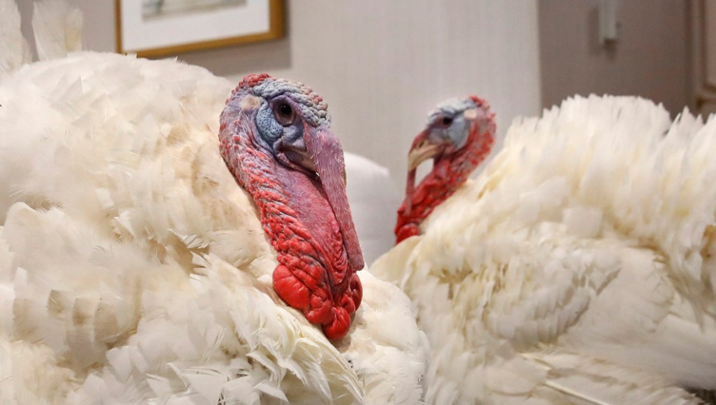 Prisoners hope Trump will pardon humans alongside Thanksgiving turkeys