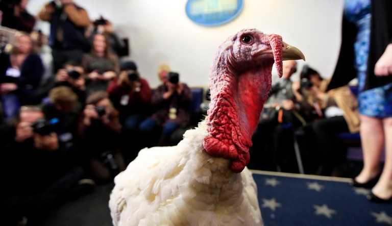 A live turkey is brought into the James S. Brady Press Briefing Room before the media at the White House.