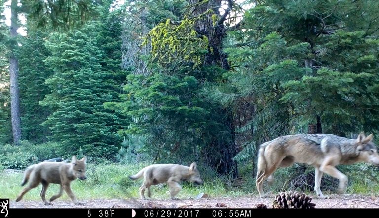 This June 29, 2017, remote camera image released by the U.S. Forest Service shows a female gray wolf and two of the three pups born in 2017 in the wilds of Lassen National Forest in Northern California. A California judge has upheld protection for gray wolves under the state's Endangered Species Act, rejecting a challenge from ranchers and farmers. The judge in San Diego ruled Monday, Jan. 28, 2019 that California was right when it listed wolves as endangered in 2014. 
