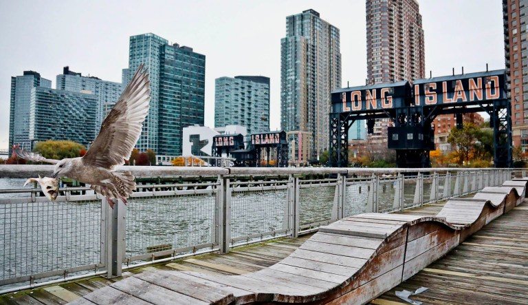 A seagull flies while holding fish scraps near a former dock facility, with "Long Island" painted on old transfer bridges at Gantry State Park in the Long Island City section of the Queens Borough of New York.
