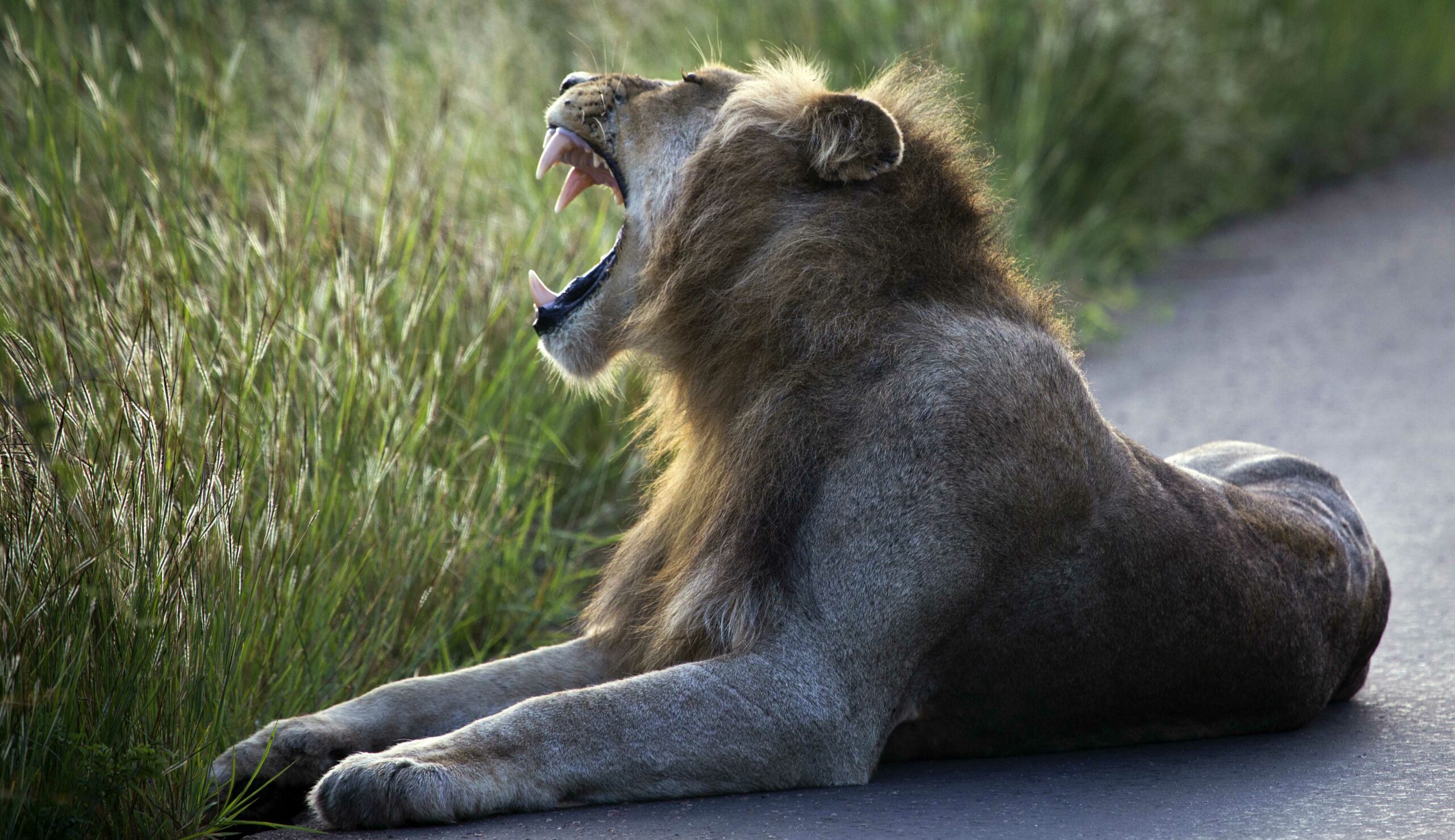 Suspected poacher killed by elephant, eaten by lions in South Africa