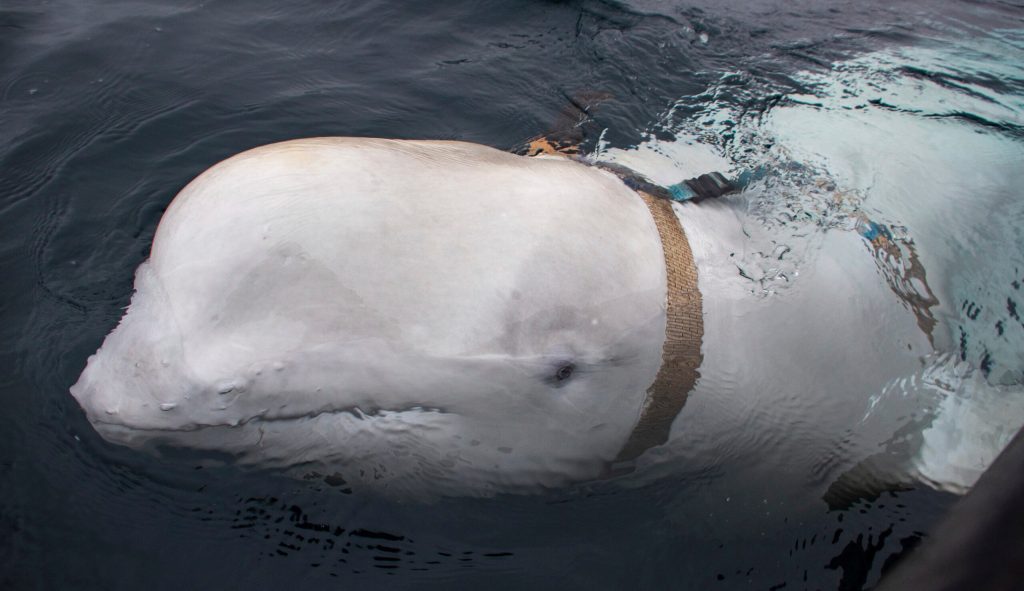 The SWIMS Act would put aquatic life at risk