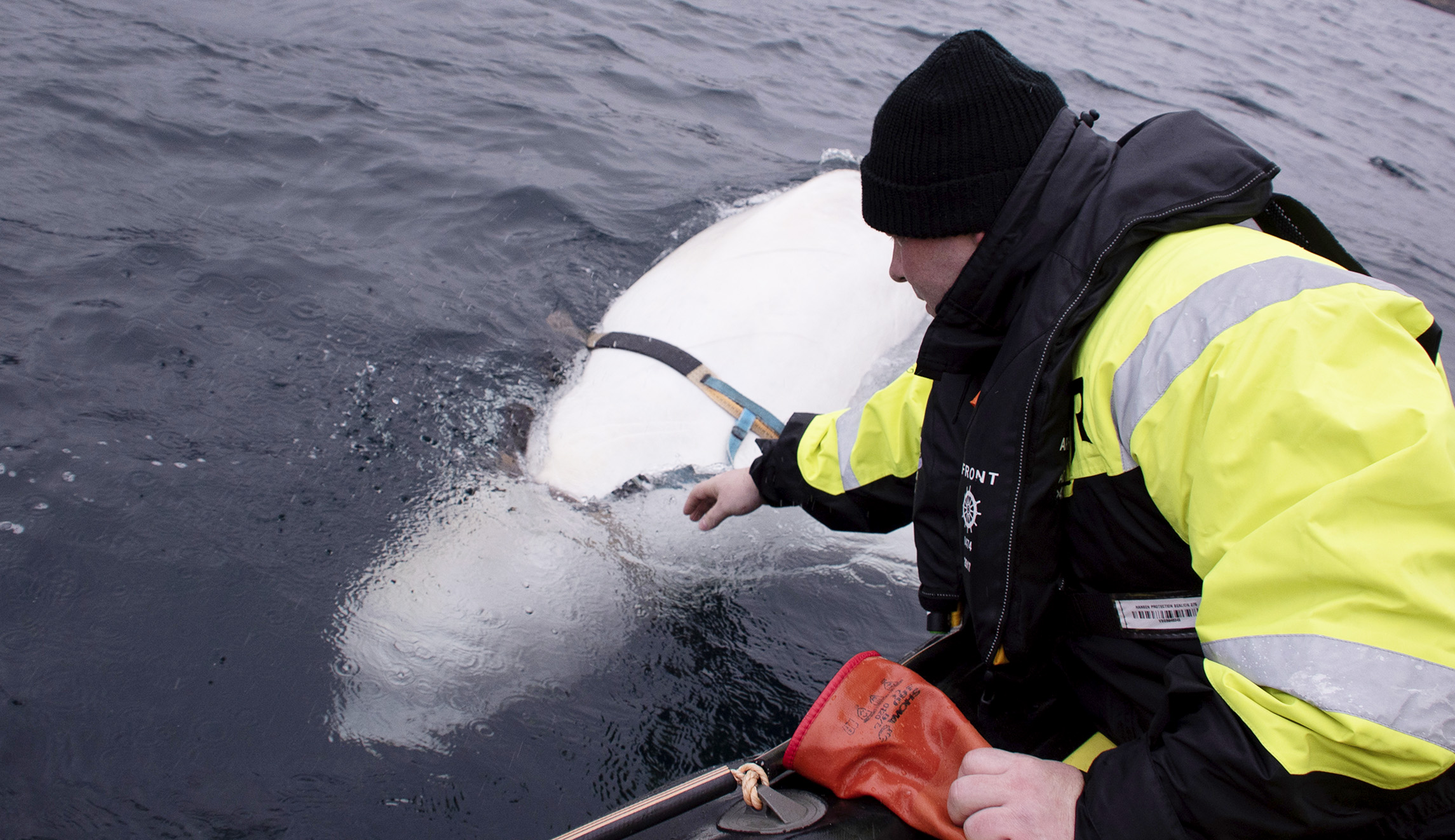 A whale of a defection: Suspected Russian military asset hides out in Norway
