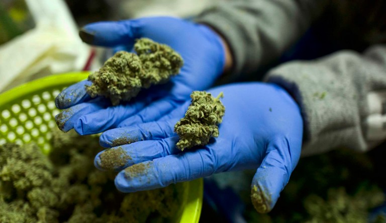FILE - In this Thursday, April 4, 2019 photo a cannabis worker displays fresh cannabis flower buds that have been trimmed for market in Gardena, Calif. When California voters broadly legalized marijuana, they were promised that a vast computer platform would closely monitor products moving through the new market. Sixteen months after the start of broad legal sales, just a few hundred operators are entering data into the track-and-trace system.