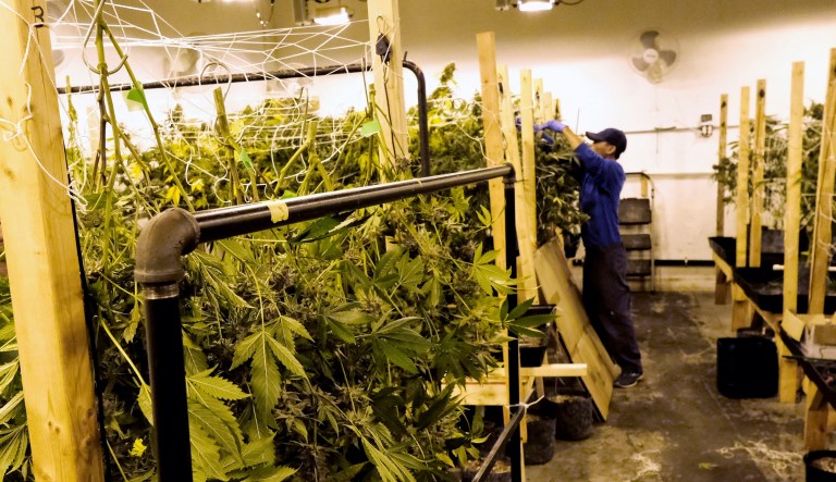 A worker harvests marijuana plants at Loving Kindness Farms in Gardena, Calif. 