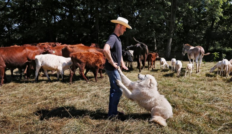 Paul Dorrance, a veteran of the U.S. Air Force and now a reservist that stills flies missions for Air Force, at his Chillicothe farm discouraging Korak from wanting attention before livestock to another field. The dog is imbedded with the livestock for protection. More veterans are coming back from the service and getting into the farming industry.