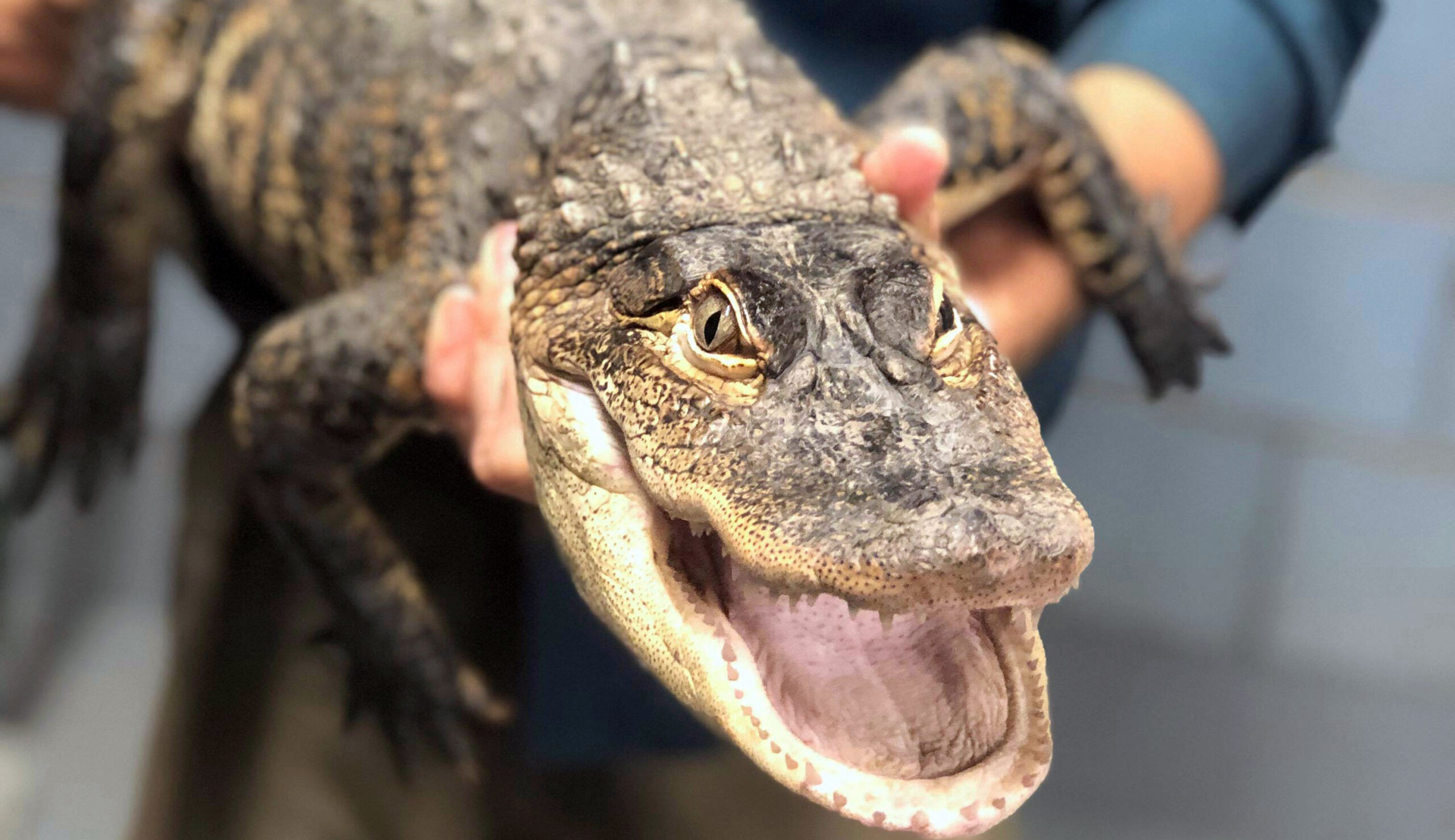 Florida man catches Chicago alligator