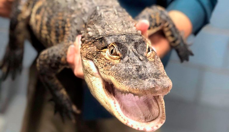 In this image provided by Chicago Animal Care and Control, a person holds an alligator, Tuesday, July 16, 2019, in Chicago. Police say an expert from Florida captured the elusive alligator in a public lagoon at Humboldt Park early Tuesday. 