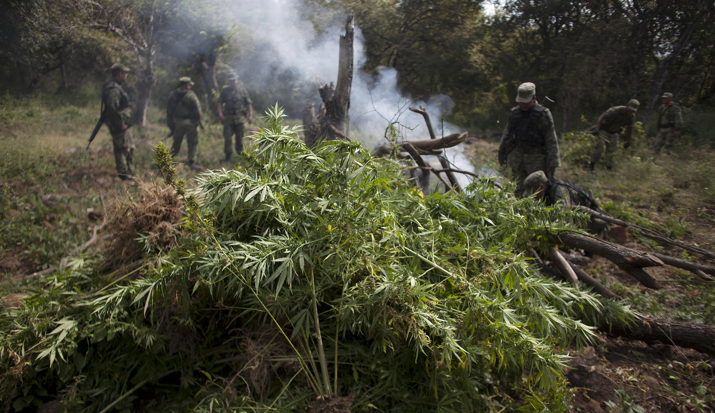 Mexico torches 13-square-mile marijuana grow site near US border, $277M worth of drugs destroyed