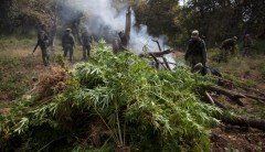Mexico torches 13-square-mile marijuana grow site near US border, $277M worth of drugs destroyed