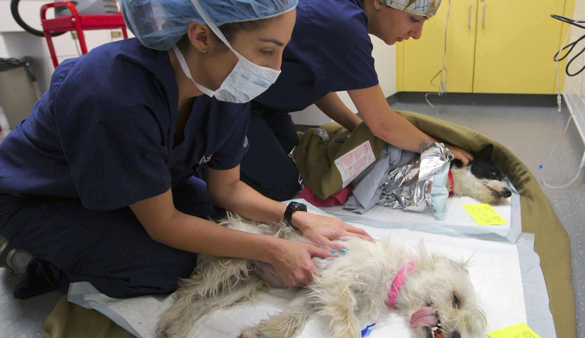 Bill funding medicines for pets and livestock heads to Trump