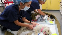 Bill funding medicines for pets and livestock heads to Trump