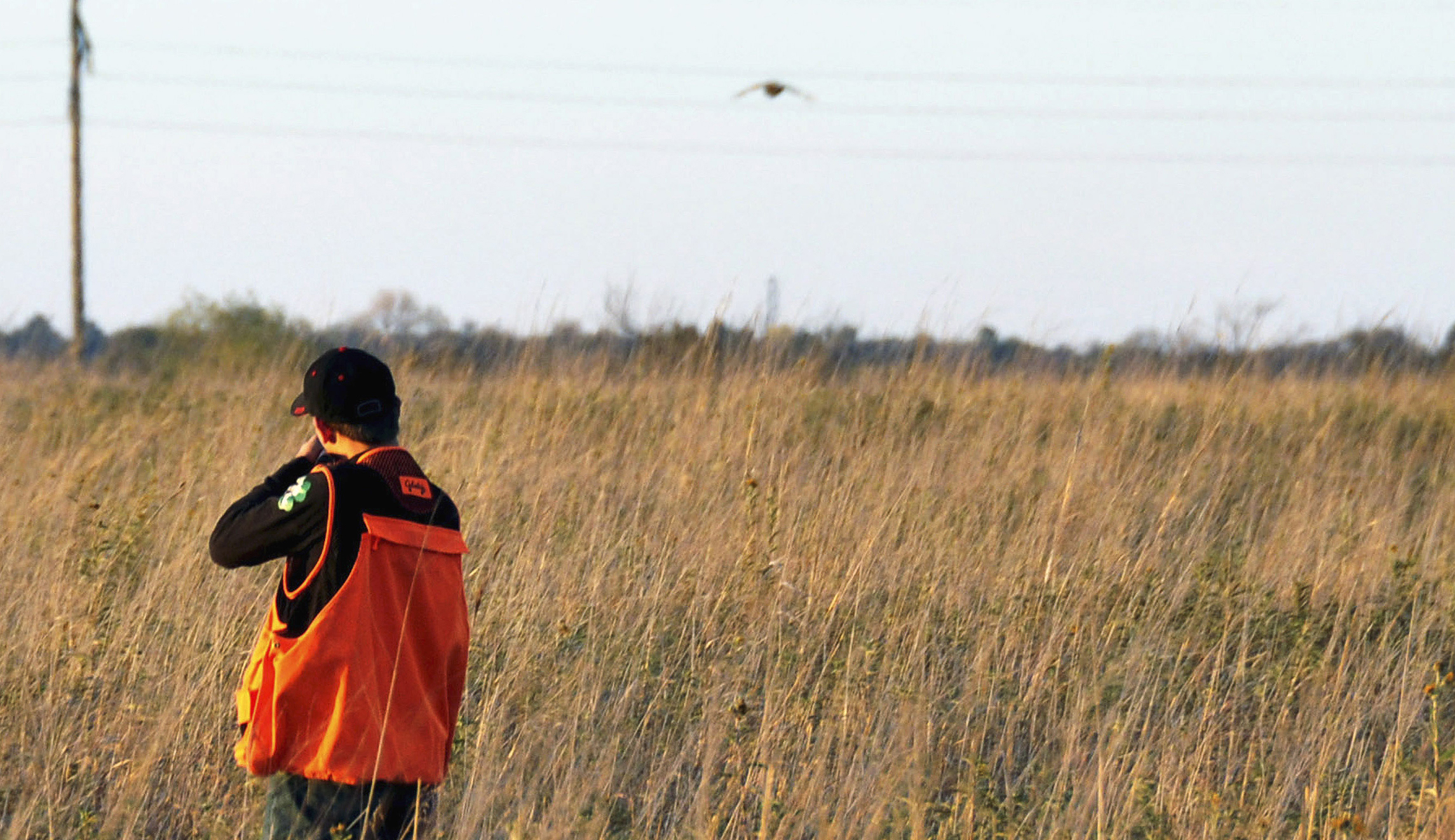 Democratic states sue Trump for easing bird kill rules
