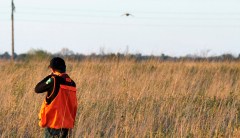 Democratic states sue Trump for easing bird kill rules