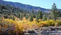 To combat climate change, House GOP aims for 1 trillion trees