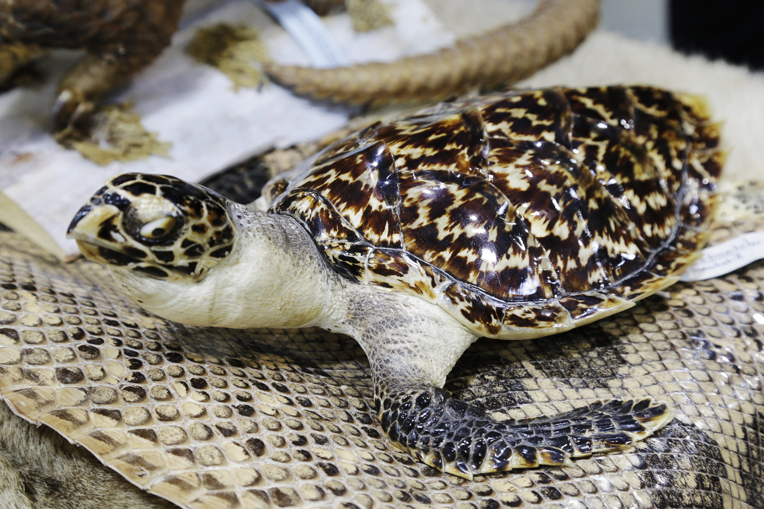 Animals, even seahorses, the new front in illegal immigration war