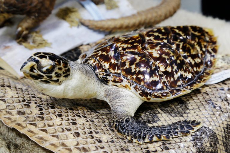 A preserved hawksbill sea turtle is displayed at a news conference at JFK international Airport, Monday, June 16, 2014 in New York  to highlight efforts by U.S. Customs and Border Protection and U.S. Fish and Wildlife to deter illegal trafficking in wildlife. The animals displayed at the news conference were seized from baggage and cargo arriving at the airport. The government is cracking down on the illegal trafficking, saying some of its import-export activity may be linked to terrorists.
