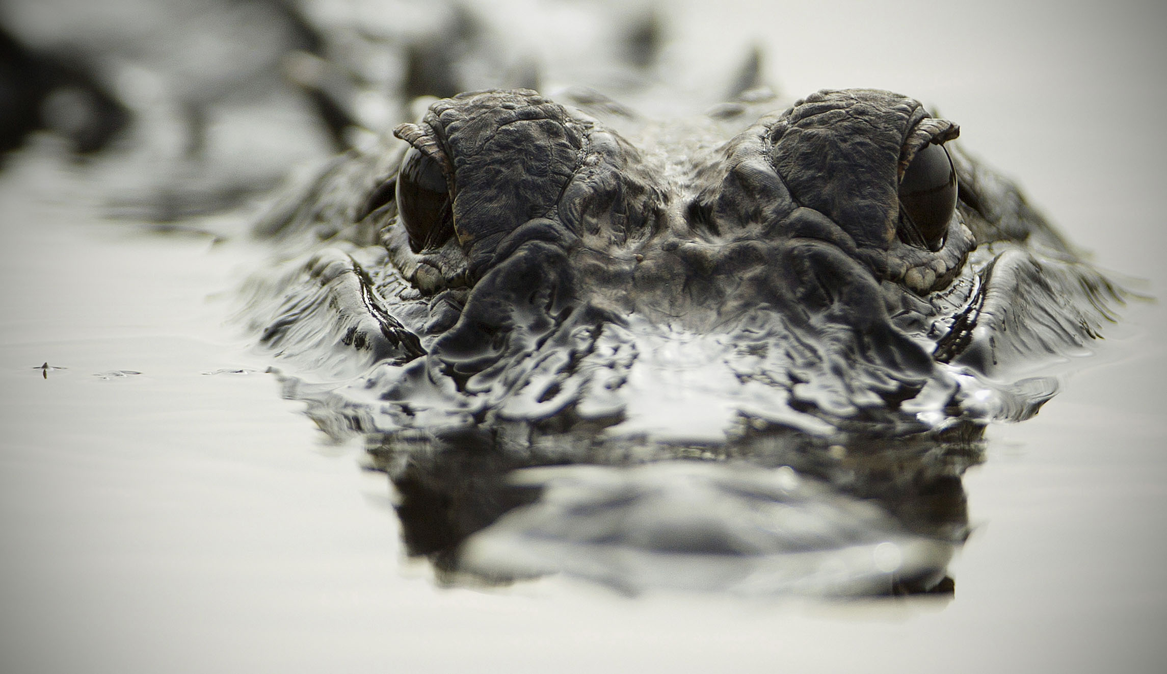 WATCH: Large gator scales fence into Florida Navy base