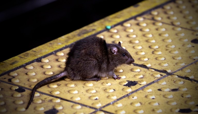 A rat crosses a Times Square subway platform in New York.