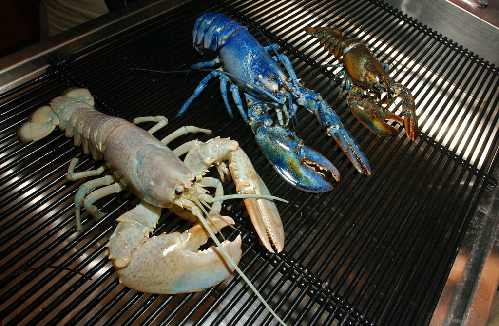 SEE IT: Maine fishermen catch incredibly rare blue lobster