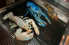SEE IT: Maine fishermen catch incredibly rare blue lobster