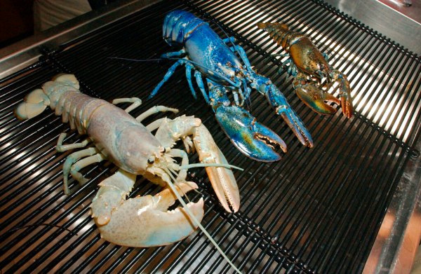 SEE IT: Maine fishermen catch incredibly rare blue lobster