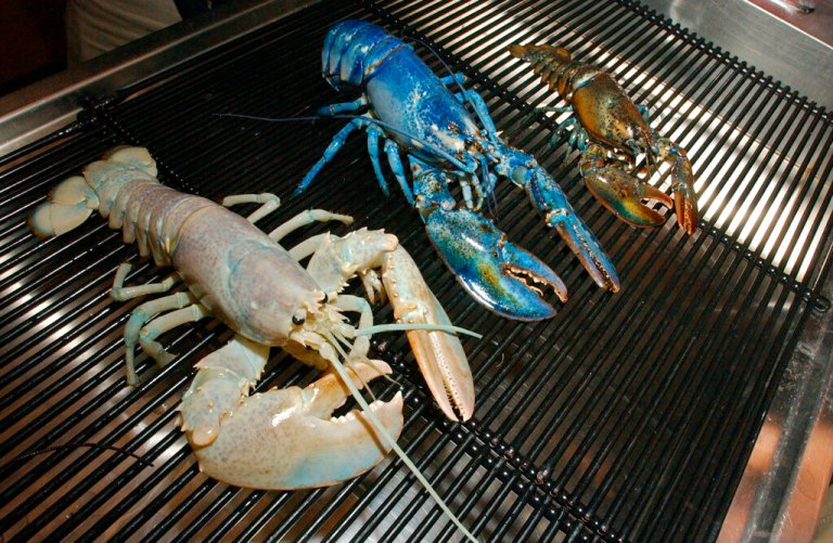 SEE IT: Maine fishermen catch incredibly rare blue lobster