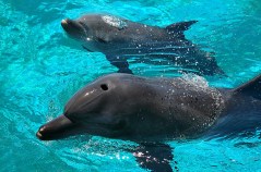 Gay dolphins and bisexual bonobos: Exhibition fights ‘unnatural’ homophobia in humans