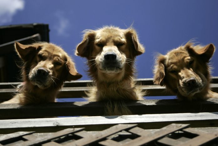 Biden’s border policies create multi-species threat as fentanyl crisis is now harming puppies