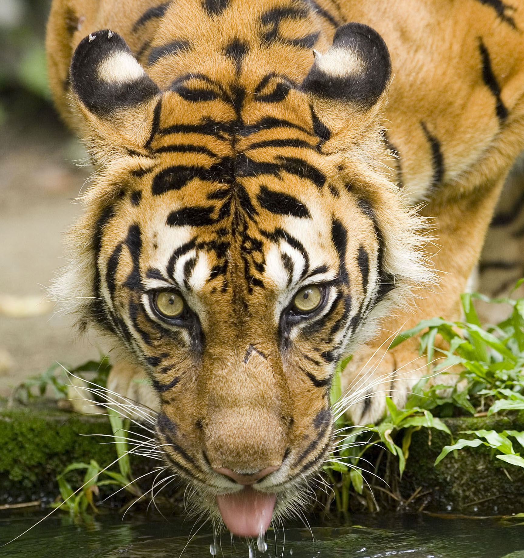 COVID cats: ZooTampa tigers test positive for coronavirus
