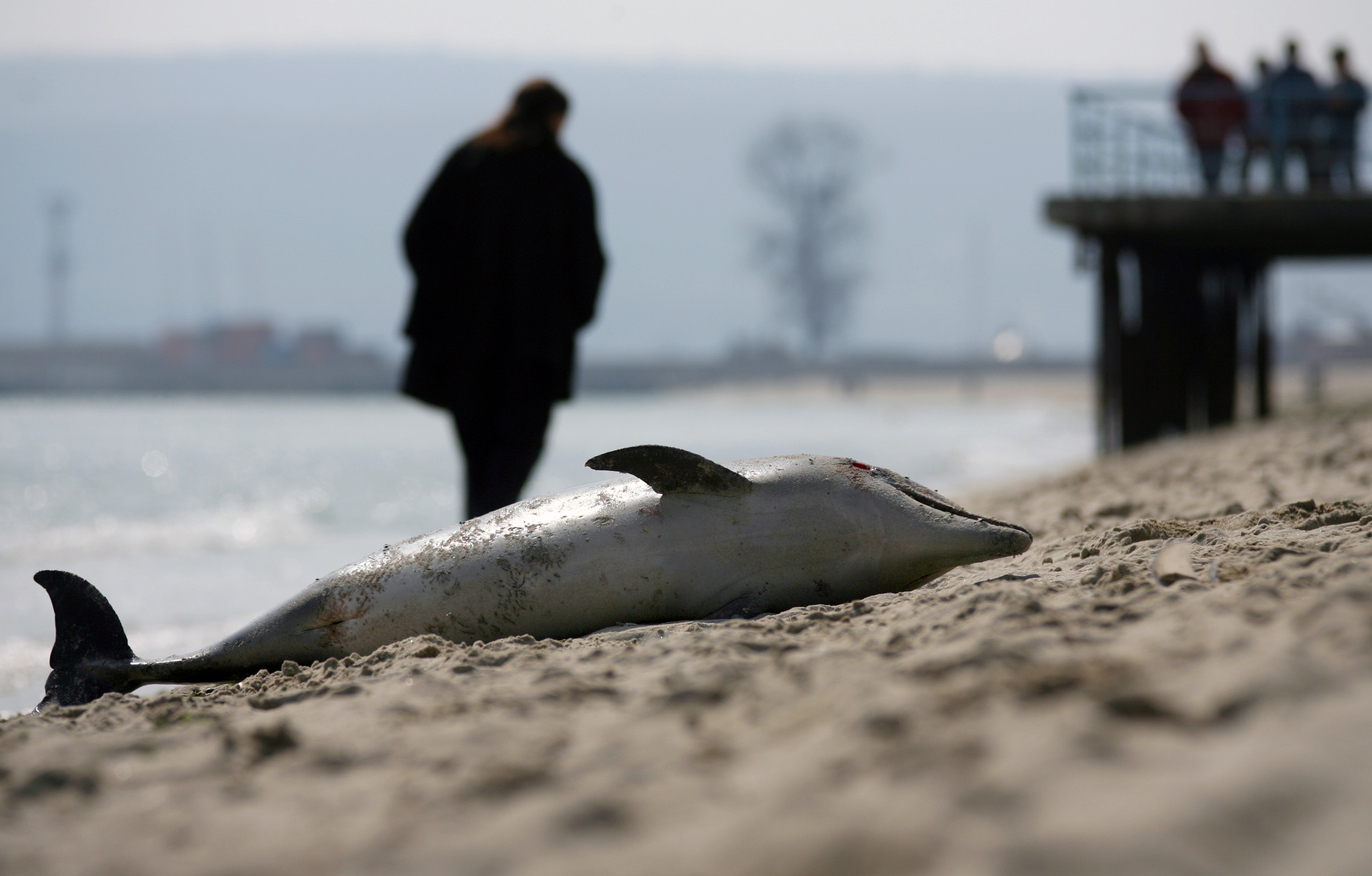 Thousands of Black Sea dolphins dying due to Ukraine war, scientist claims