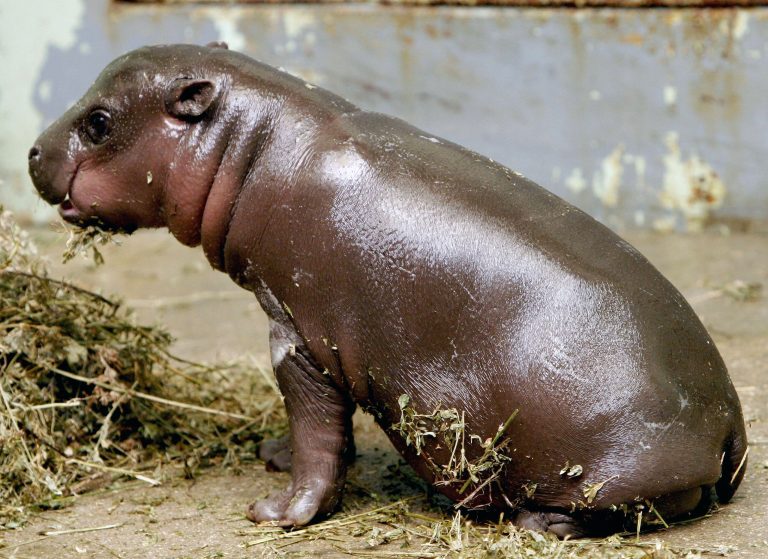 Aldo, a three-week-old pygmy hippopotamus, (Choeropsis liberiensis) eats at the Vincennes zoo, outside Paris, Tuesday, June 26, 2007. 
