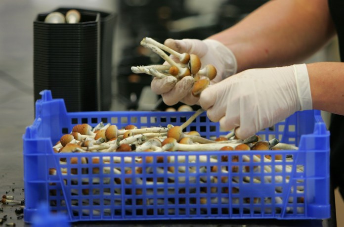 Colorado becomes second state to decriminalize psychedelic mushrooms