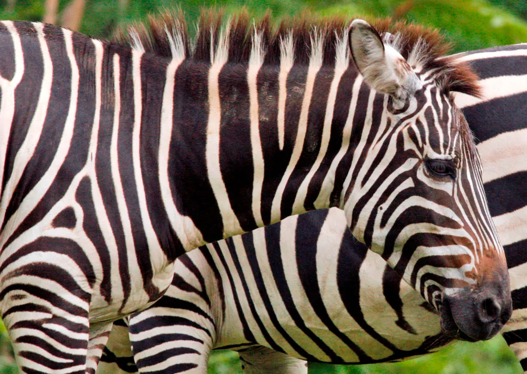 Pet zebra put down after it turns on owner and attacks him