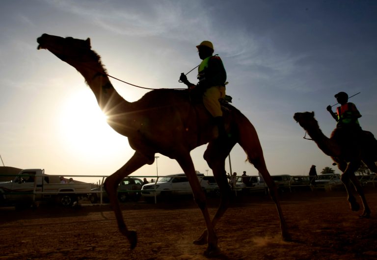 Dozens of camels disqualified from Saudi beauty pageant