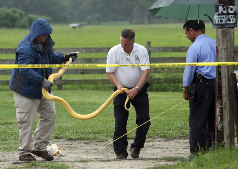 Python found after being lost at Louisiana’s largest mall